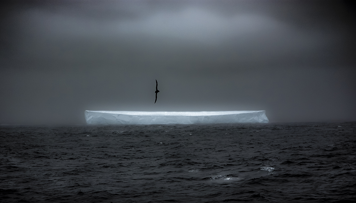 Albatross and Iceberg, Drake Passage 7/10